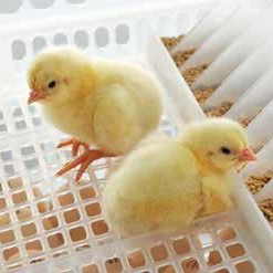 Industrial incubation